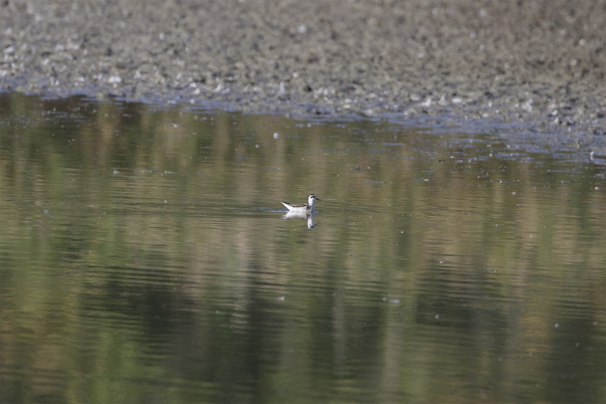 Red-necked Phalarope - ML376575741