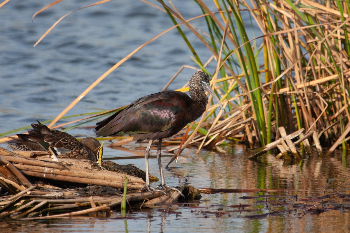 Glossy Ibis - Thomas Galewski