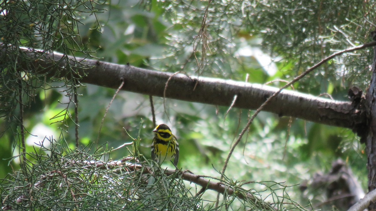 Townsend's Warbler - ML376580391