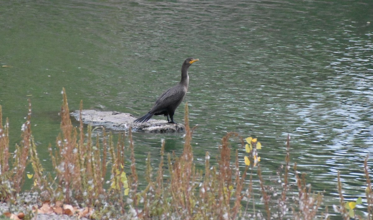 Double-crested Cormorant - ML376580441