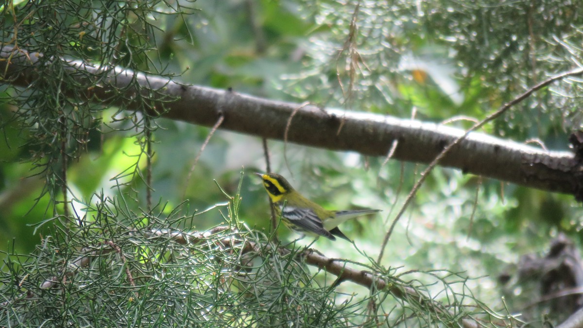 Townsend's Warbler - Jessie Stuebner