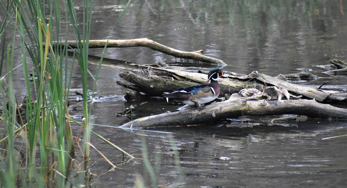 Wood Duck - ML376580861