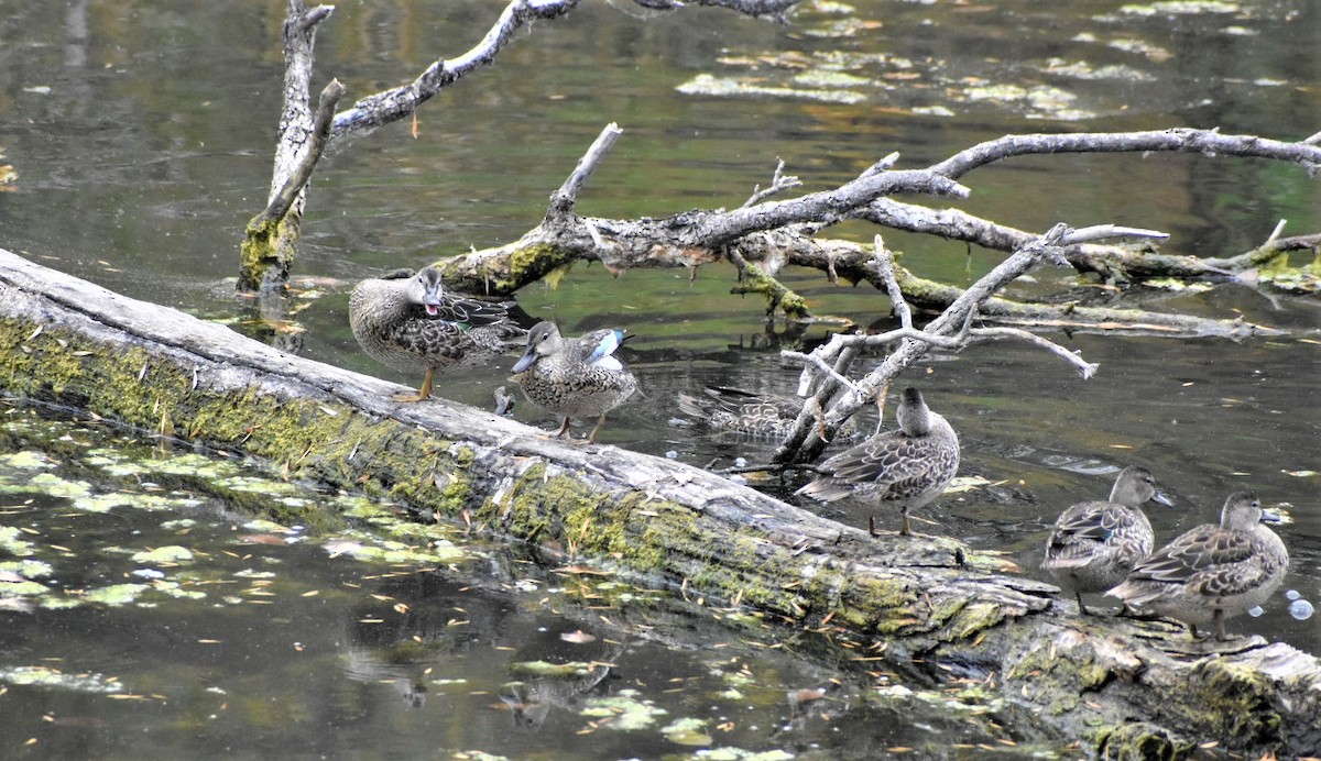 Blue-winged Teal - ML376580991