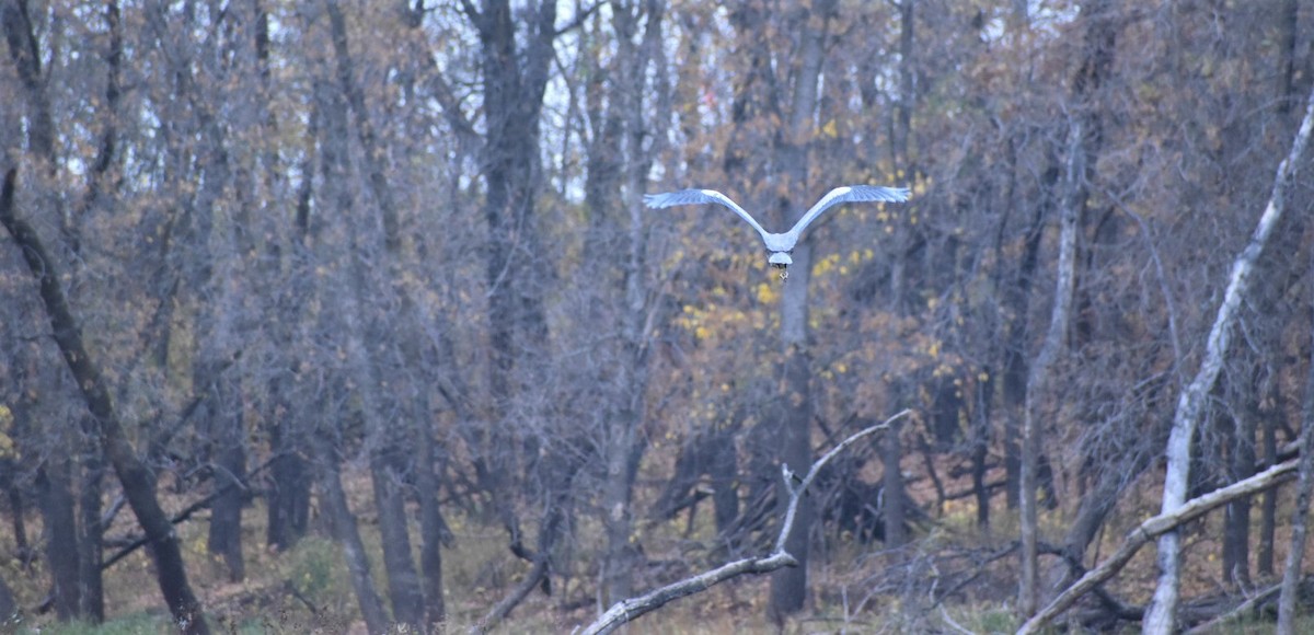 Great Blue Heron - ML376581261