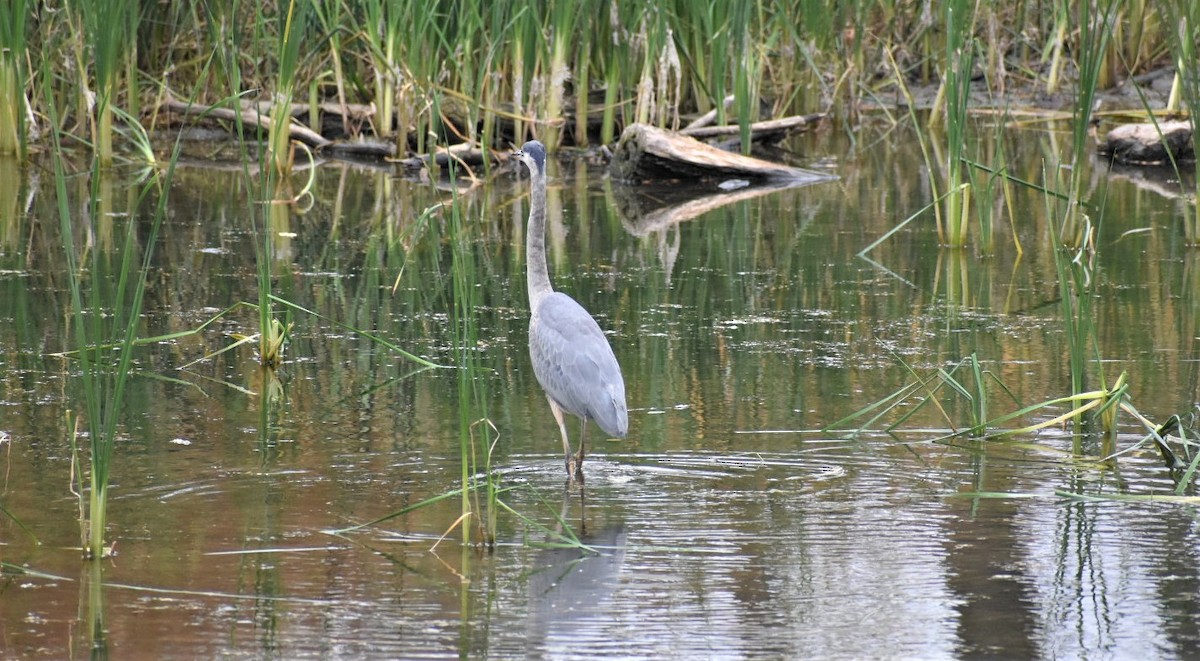 Great Blue Heron - ML376581271