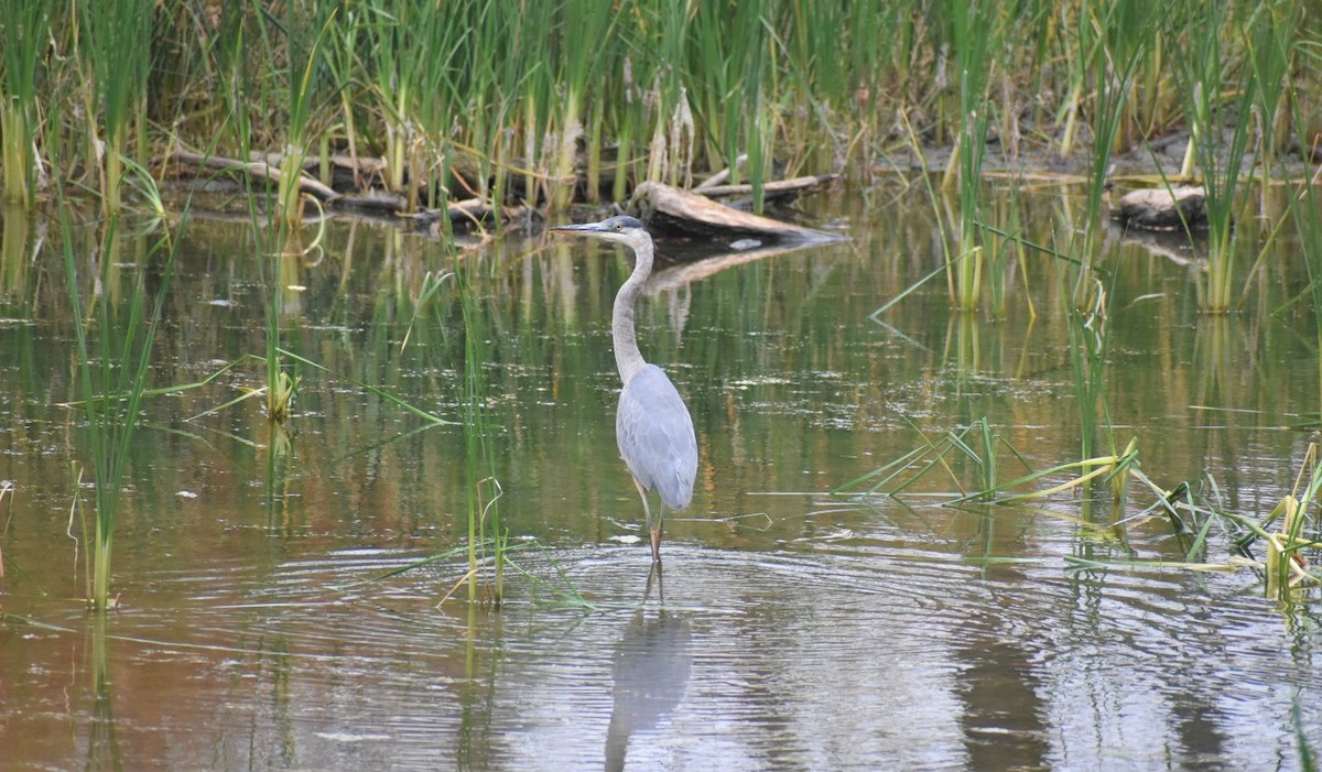 Great Blue Heron - ML376581281