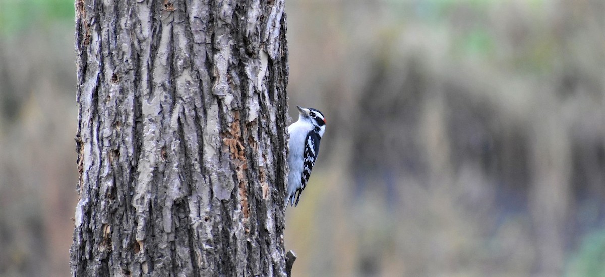 Downy Woodpecker - ML376581461