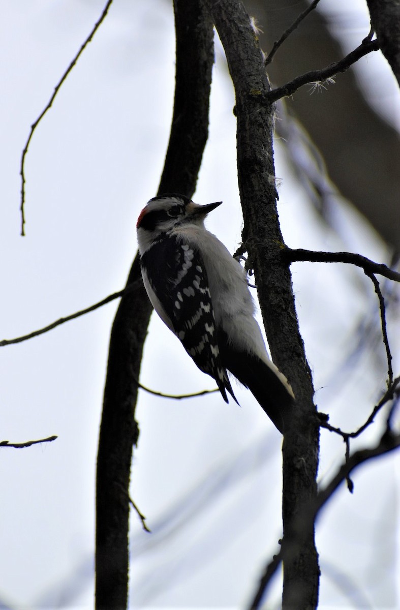 Downy Woodpecker - ML376581471