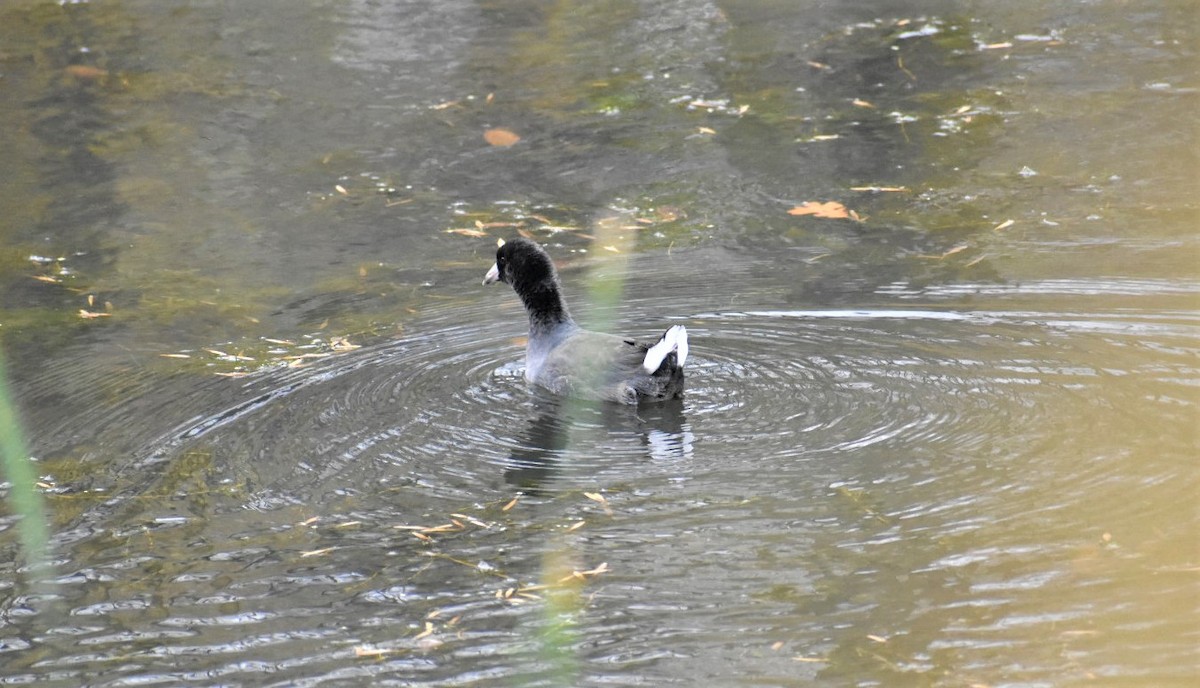 American Coot - ML376581981