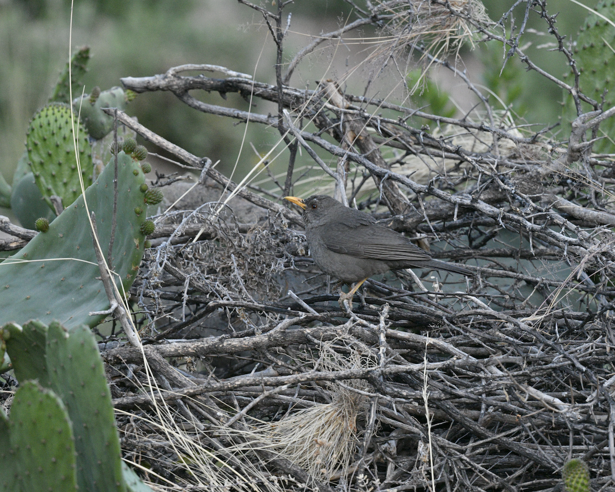 Chiguanco Thrush - ML376582001