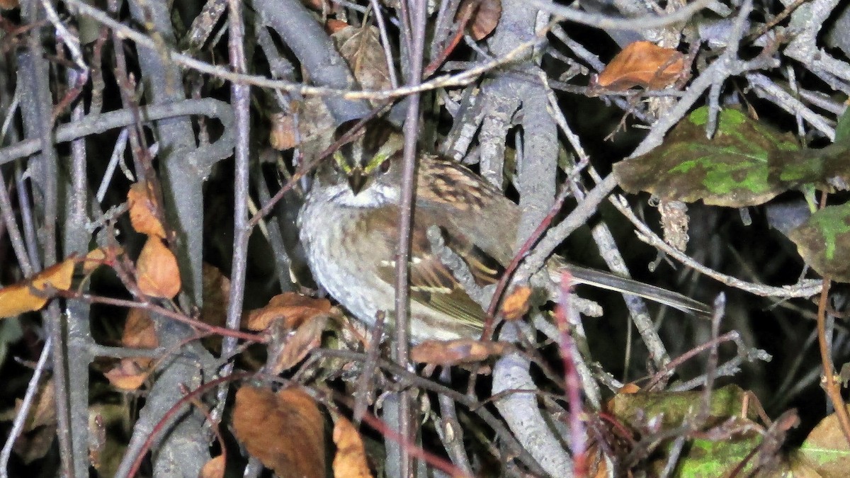White-throated Sparrow - ML37658241