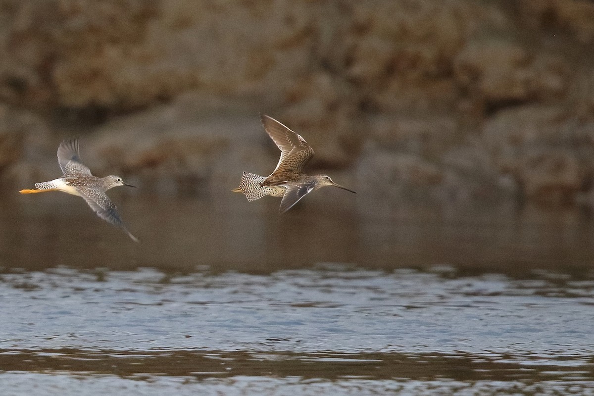 Long-billed Dowitcher - Sam Zhang