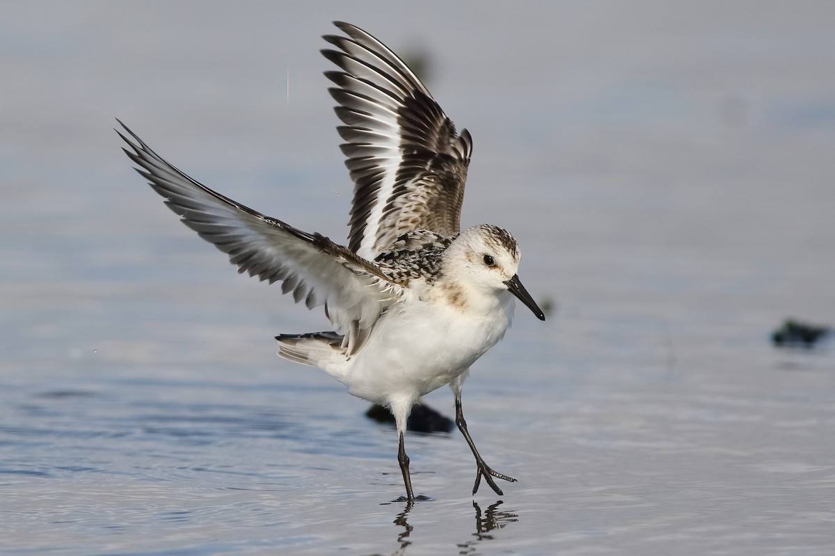 Sanderling - Sam Zhang