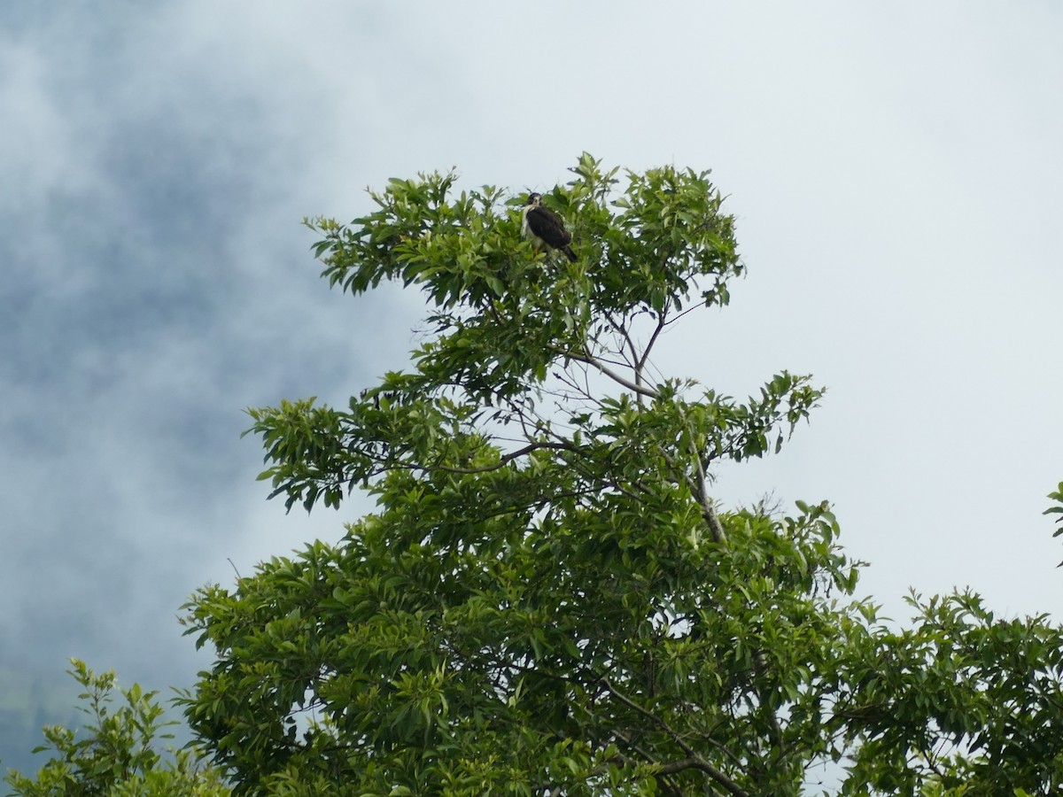 Short-tailed Hawk - ML376584311