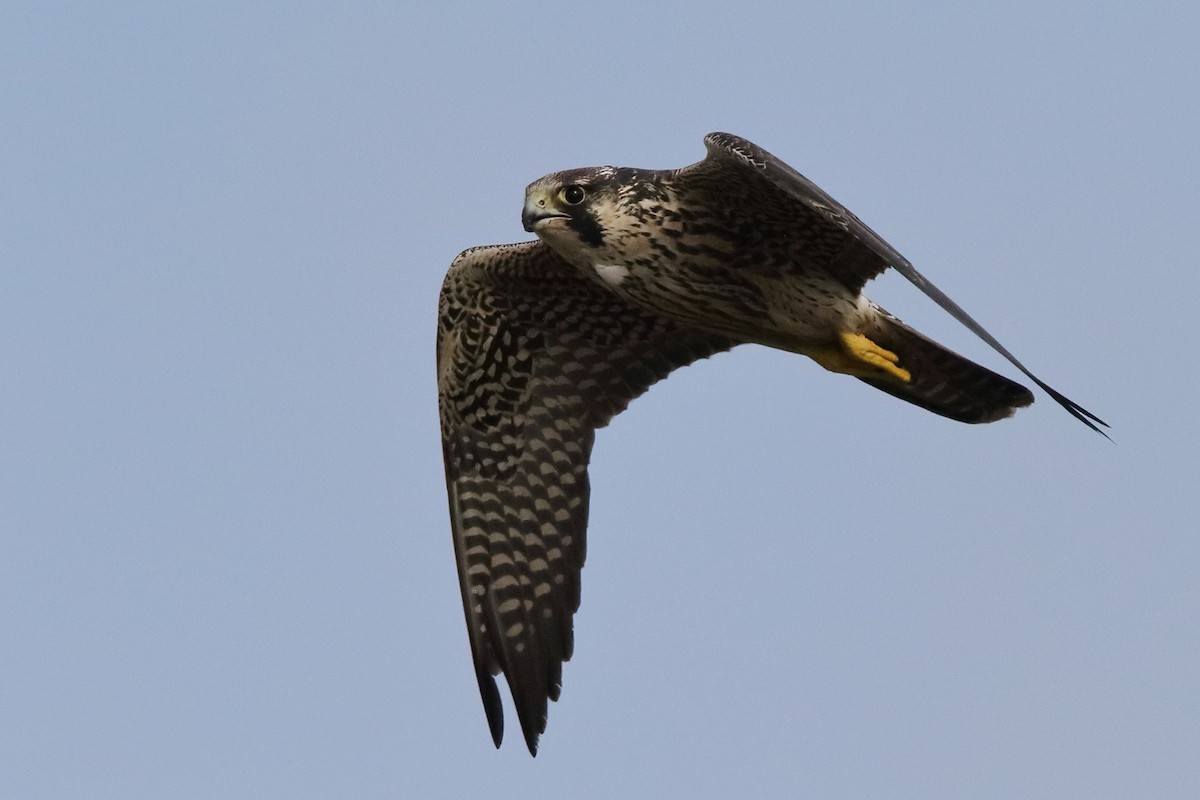 Peregrine Falcon - ML376586191