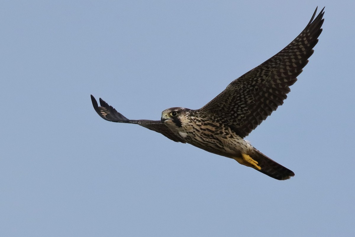 Peregrine Falcon - ML376586201