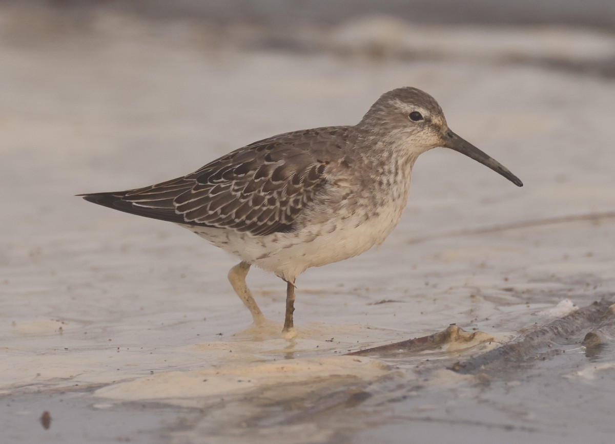 Stilt Sandpiper - ML376586241