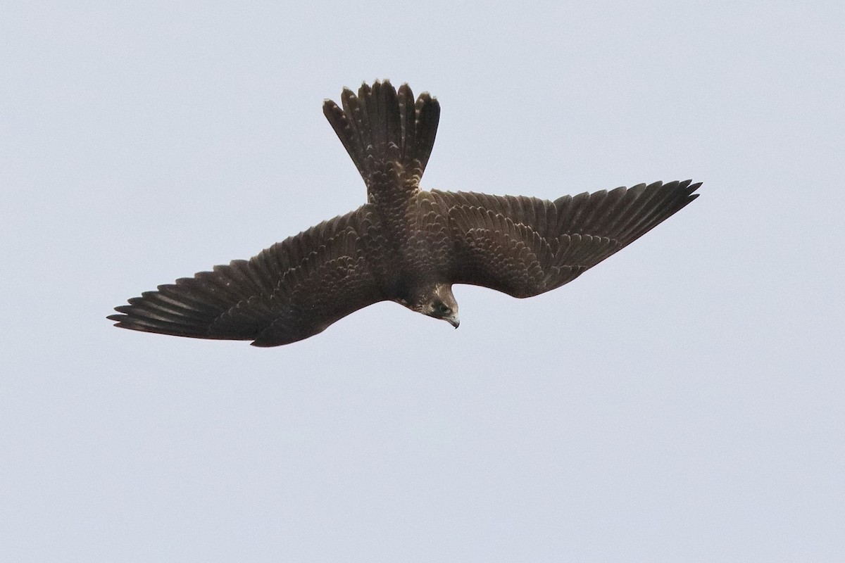 Peregrine Falcon - ML376586261