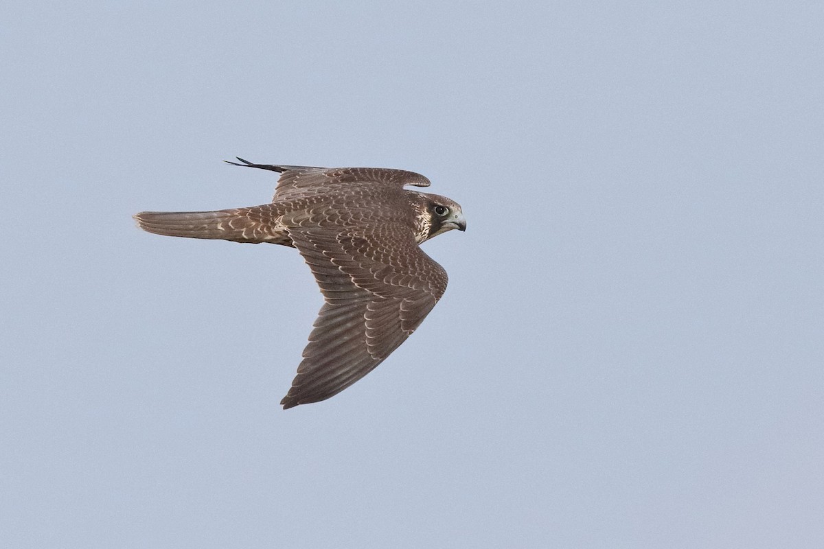 Peregrine Falcon - ML376586271