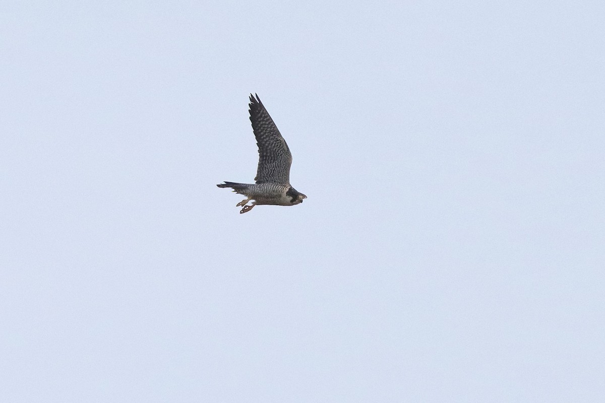 Peregrine Falcon - ML376586281