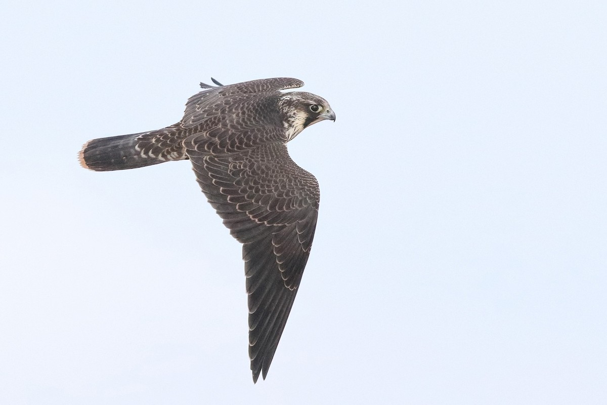 Peregrine Falcon - ML376586291