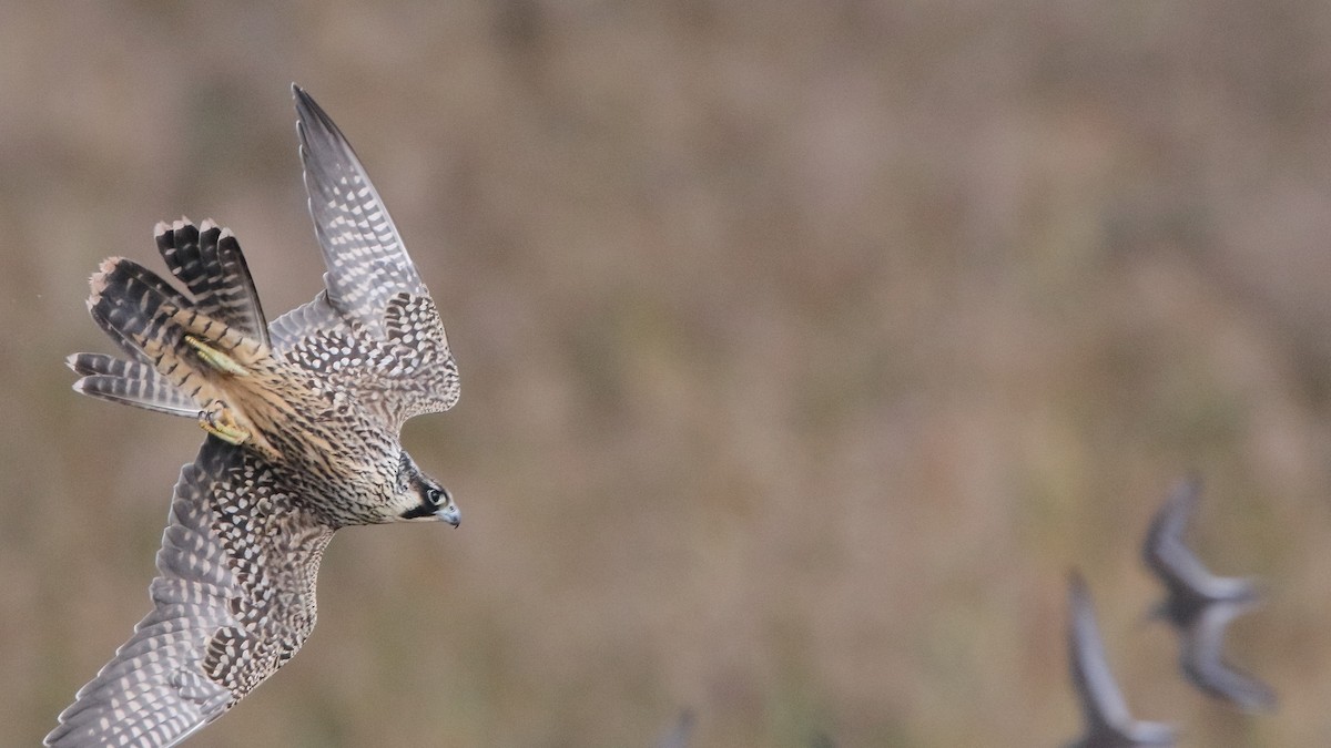 Halcón Peregrino - ML376586311