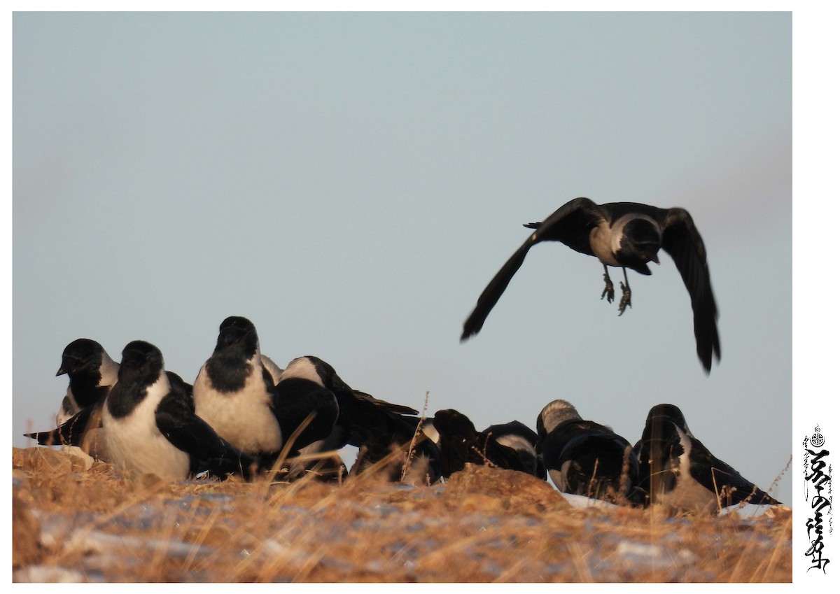 Daurian Jackdaw - ML376586661