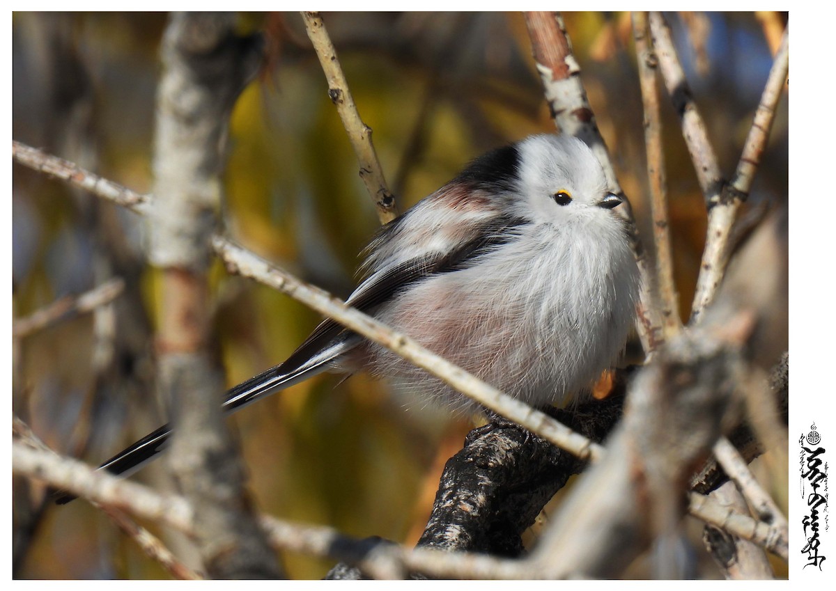 Long-tailed Tit - ML376586691