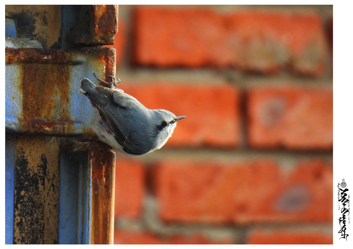 Eurasian Nuthatch - ML376586771