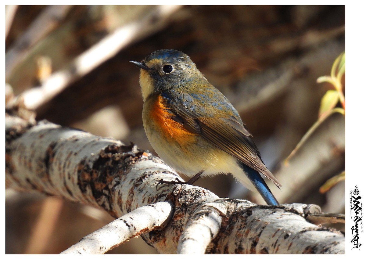 Red-flanked Bluetail - ML376586811