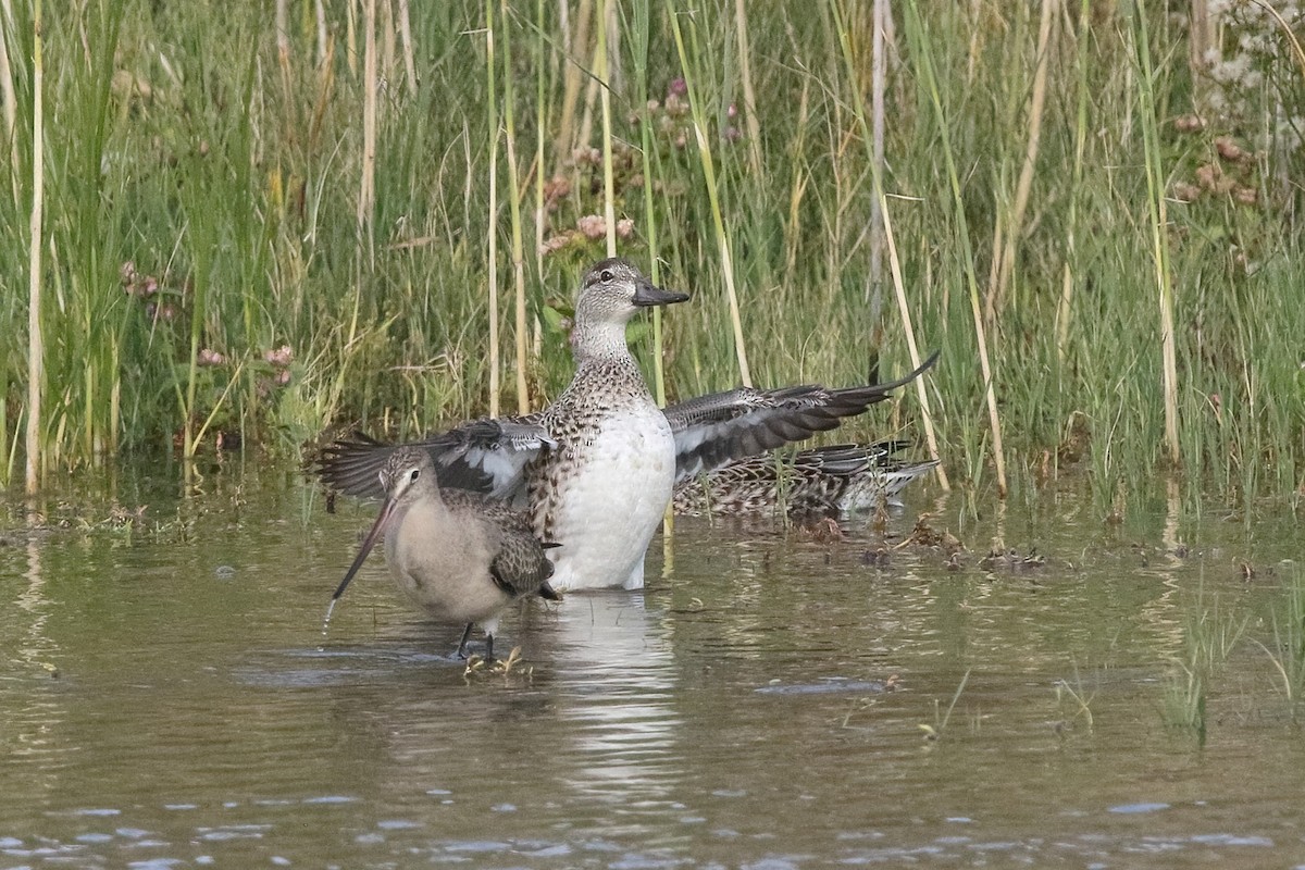 Green-winged Teal (American) - ML376587061