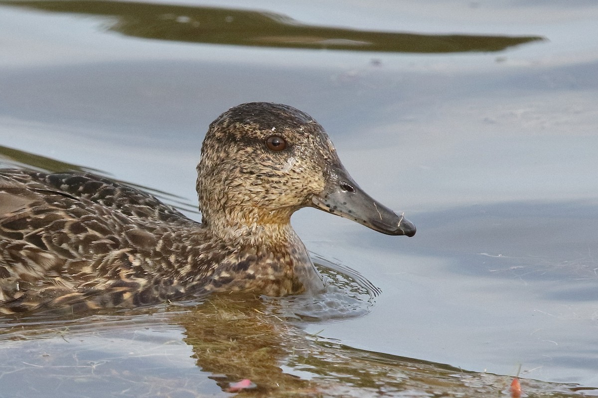 小水鴨(carolinensis) - ML376587091