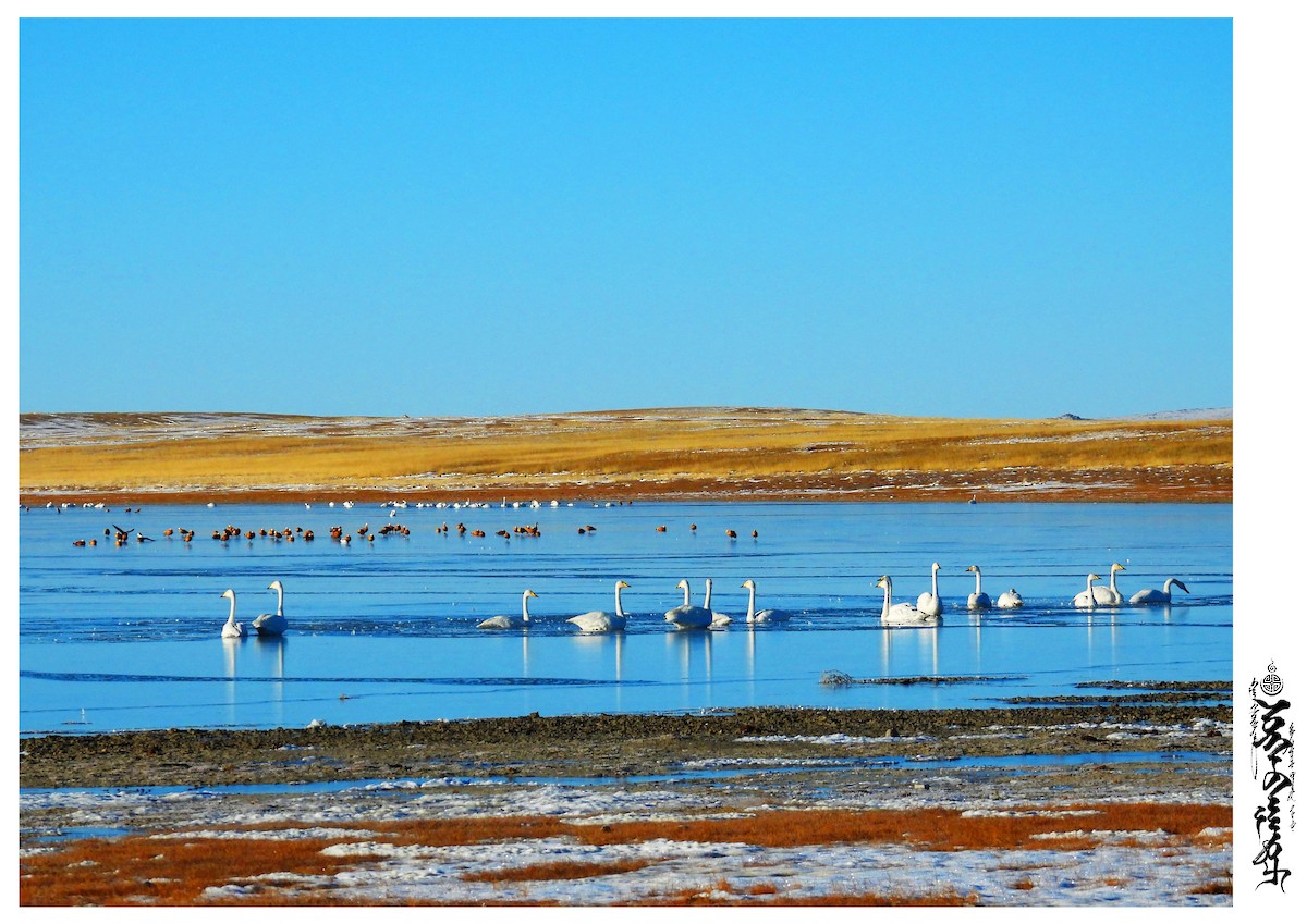 Tundra Swan - ML376587271