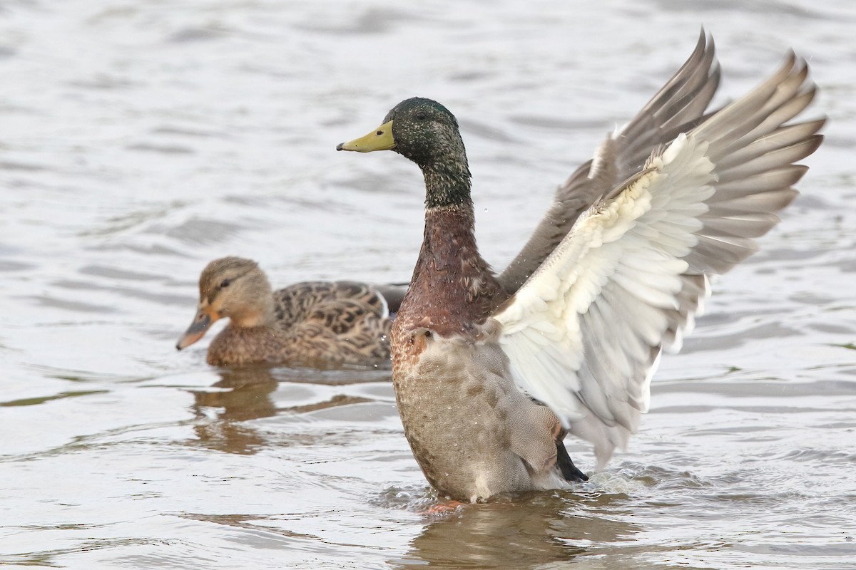 Canard colvert - ML376587331