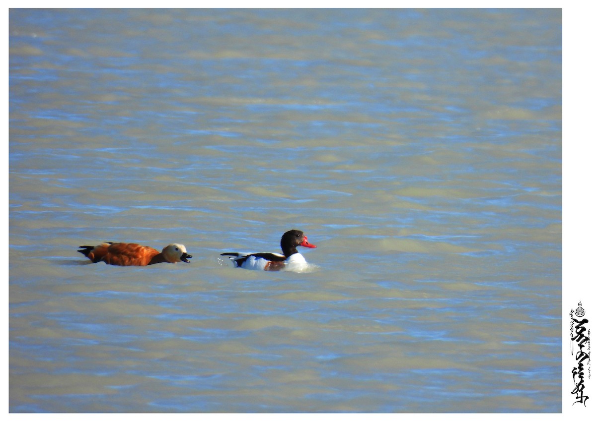 Common Shelduck - ML376587471