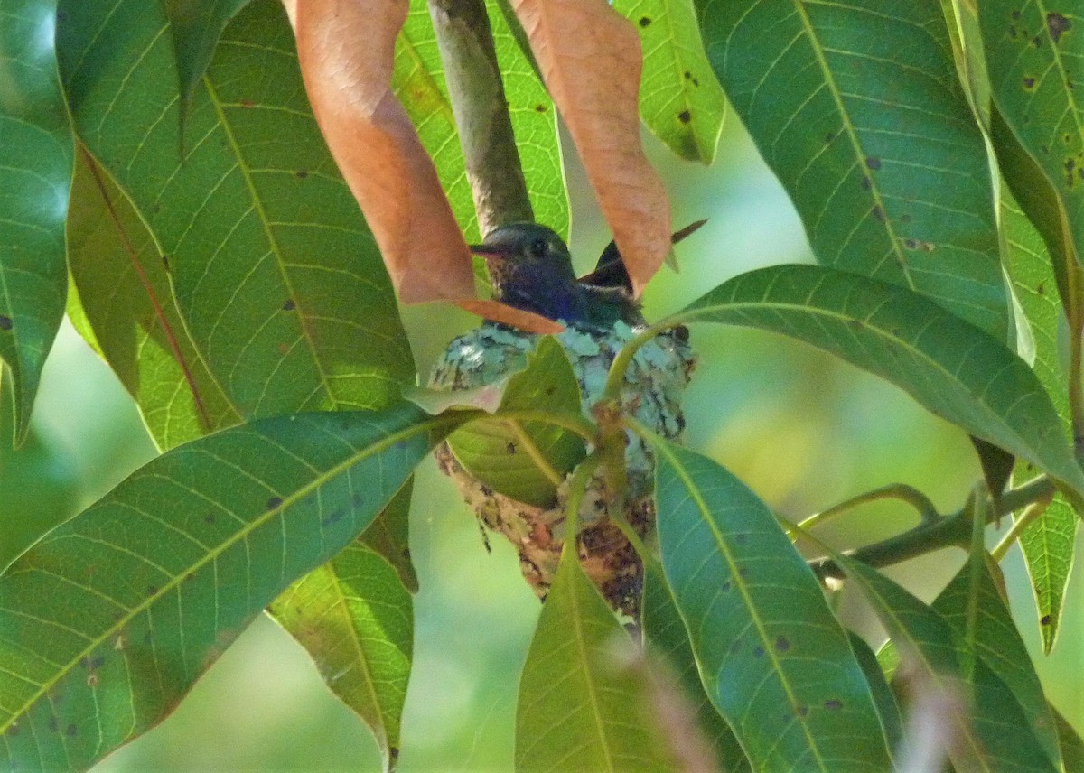 Sapphire-spangled Emerald - Carlos Otávio Gussoni