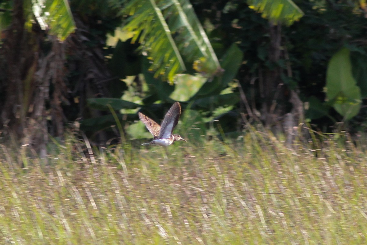 Greater Painted-Snipe - ML376587691