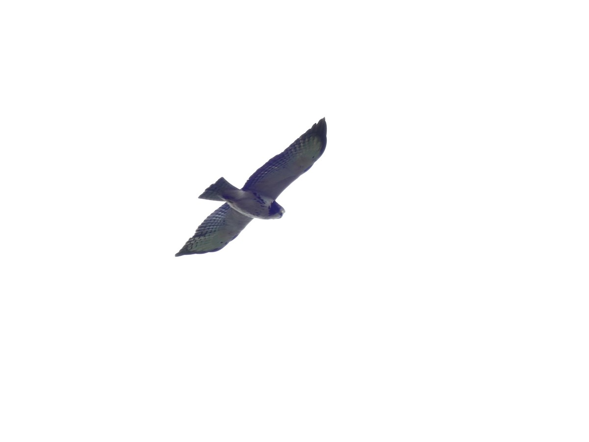 Short-tailed Hawk - ML376587771