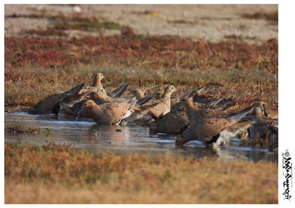 Pallas's Sandgrouse - ML376588191
