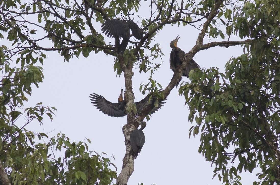 Great Slaty Woodpecker - ML37658881