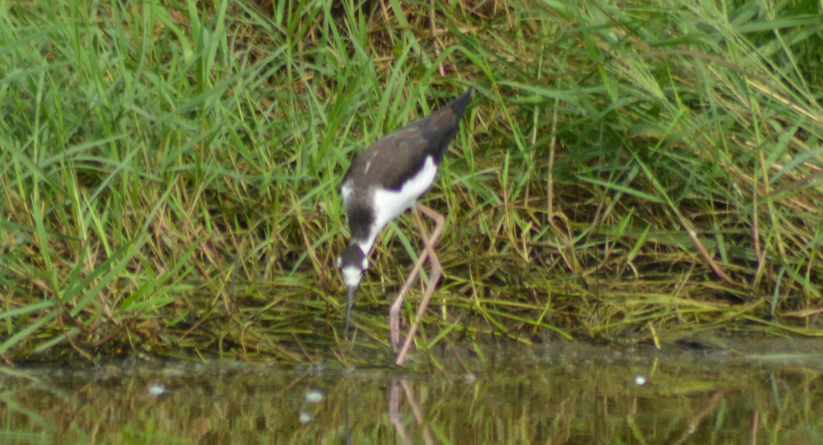 Black-necked Stilt - ML376588821