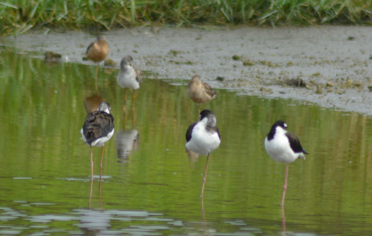 Black-necked Stilt - ML376588961