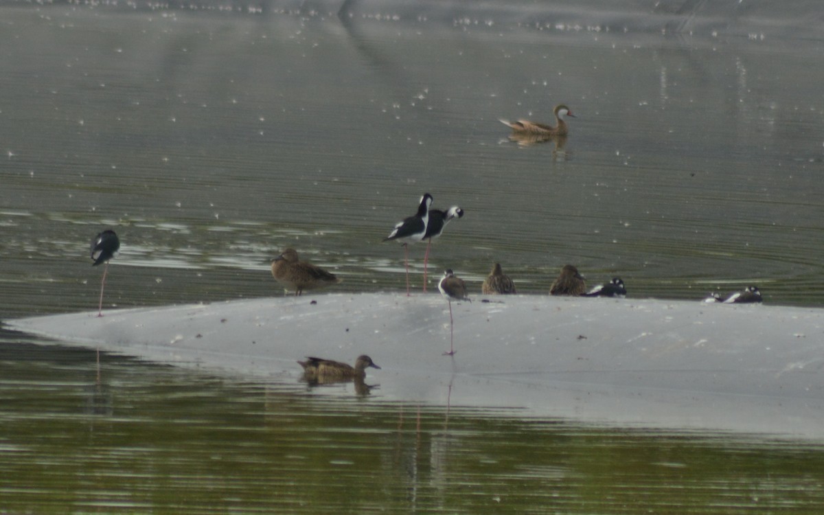 Black-necked Stilt - ML376589171