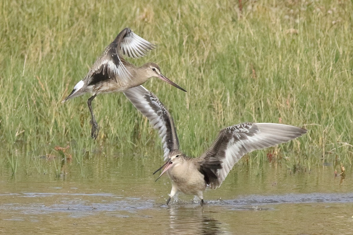 Hudsonian Godwit - Sam Zhang