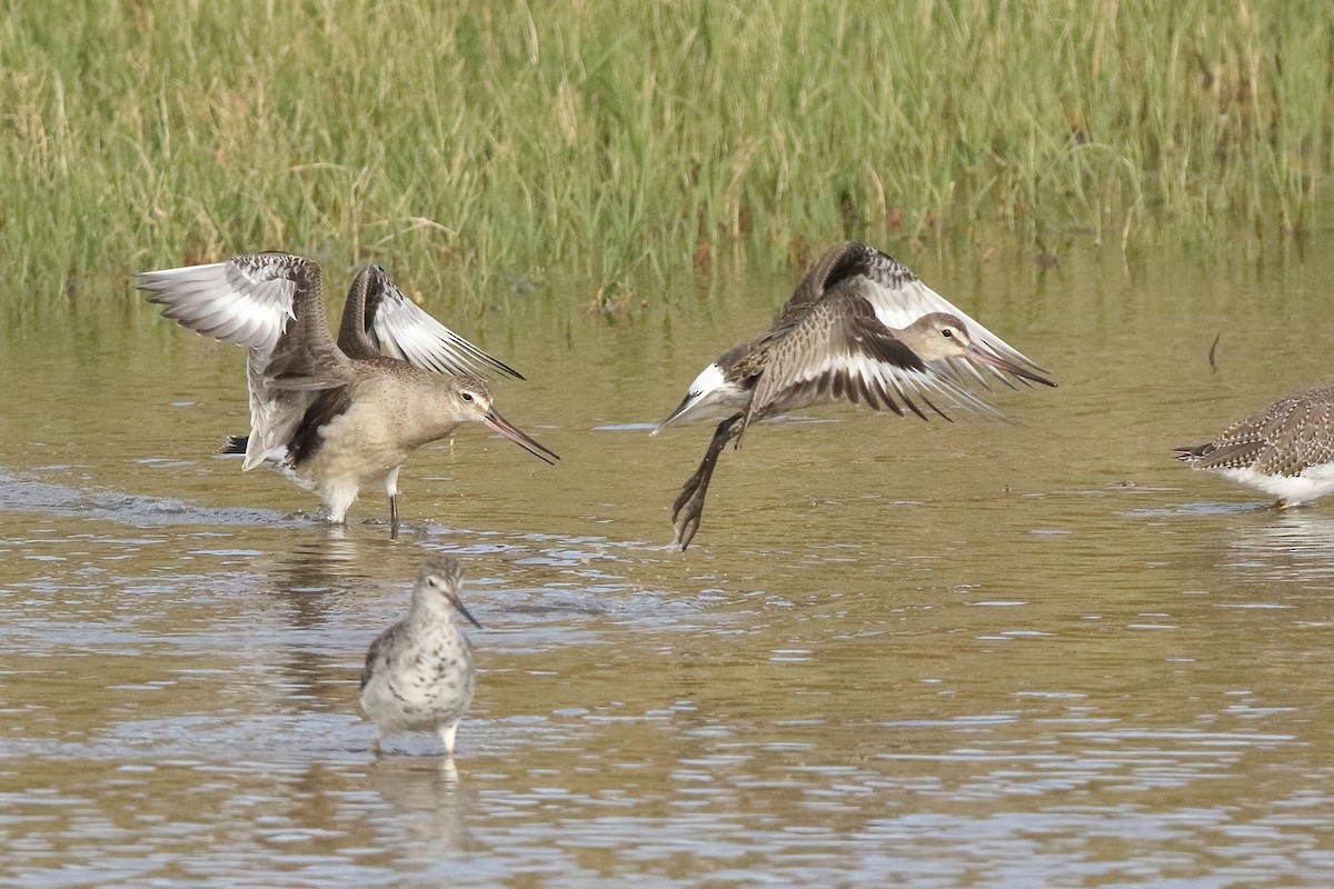 Hudsonian Godwit - ML376589511