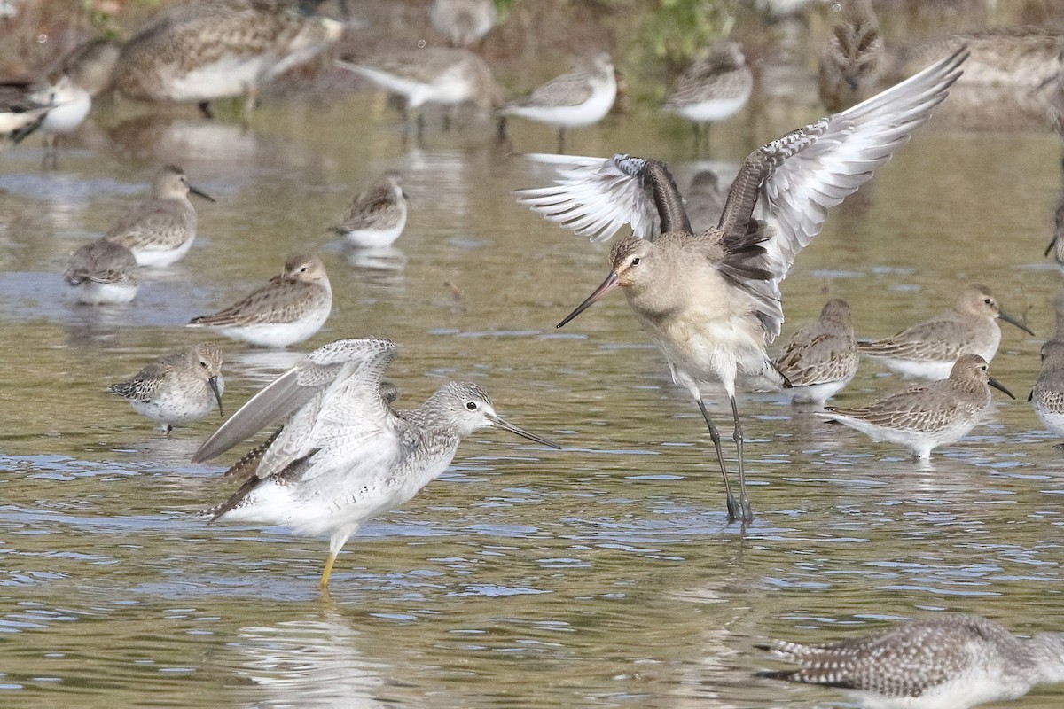 Hudsonian Godwit - ML376589661