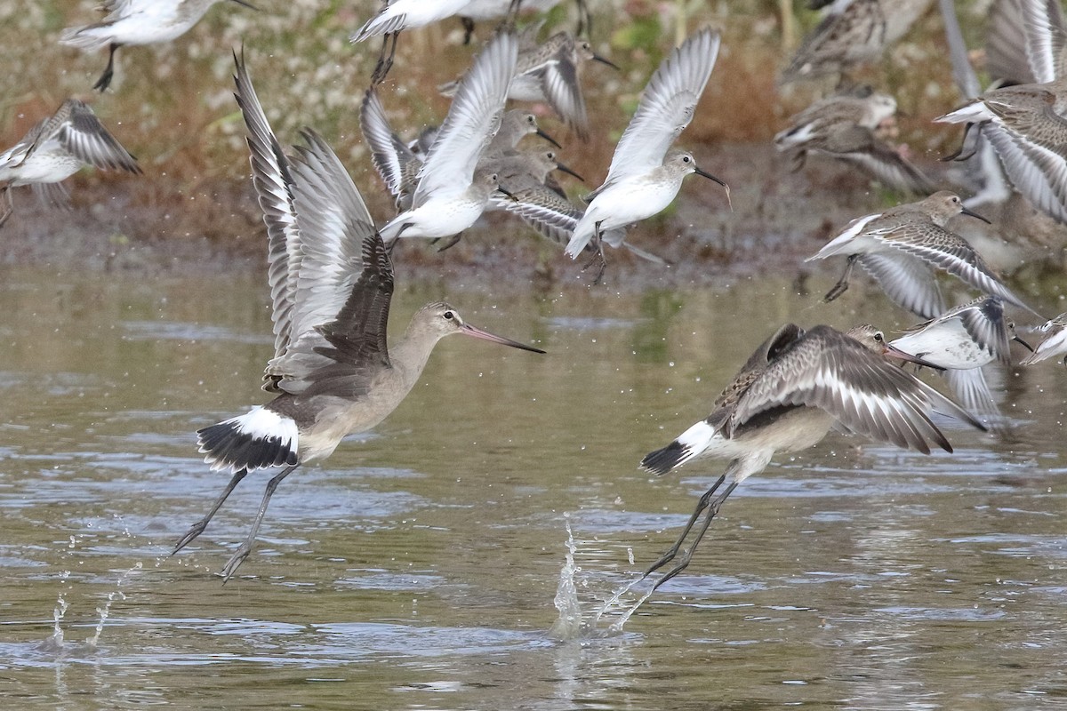 Hudsonian Godwit - ML376589781