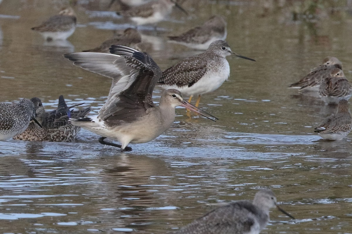 Hudsonian Godwit - ML376589911