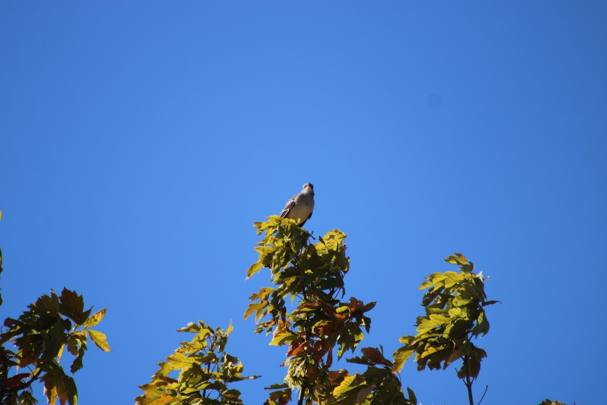 Northern Mockingbird - ML376590181