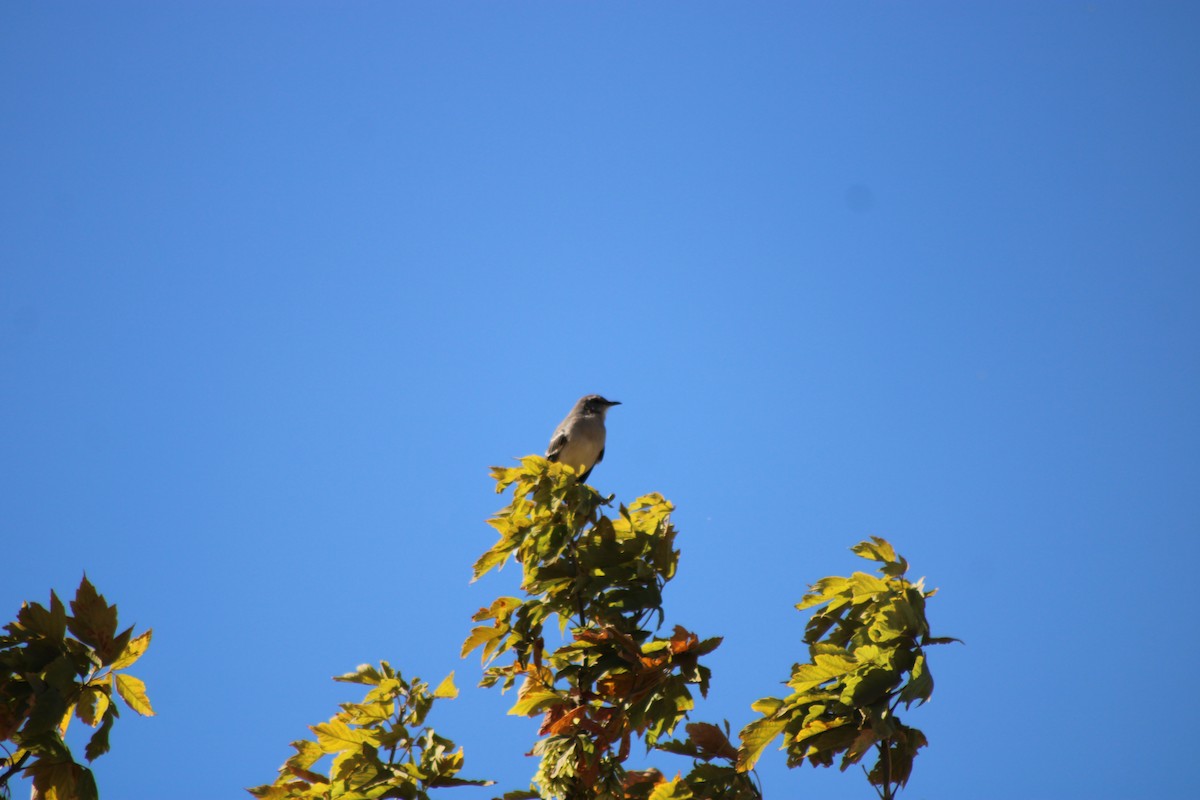 Northern Mockingbird - ML376590231